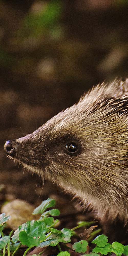 Gör din trädgård Igelkottsvänlig